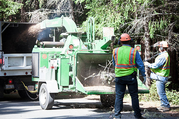 How Our Tree Care Process Works  in  Derwood, MD